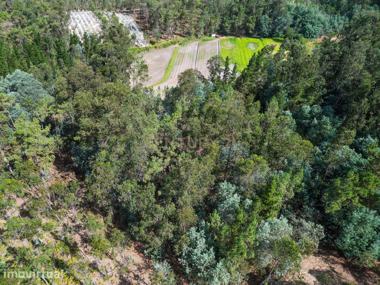 Pinhal com cerca de 720 m² em Canazieira – Cabeça Alta, Montemor-o-Vel - Grande imagem: 3/10