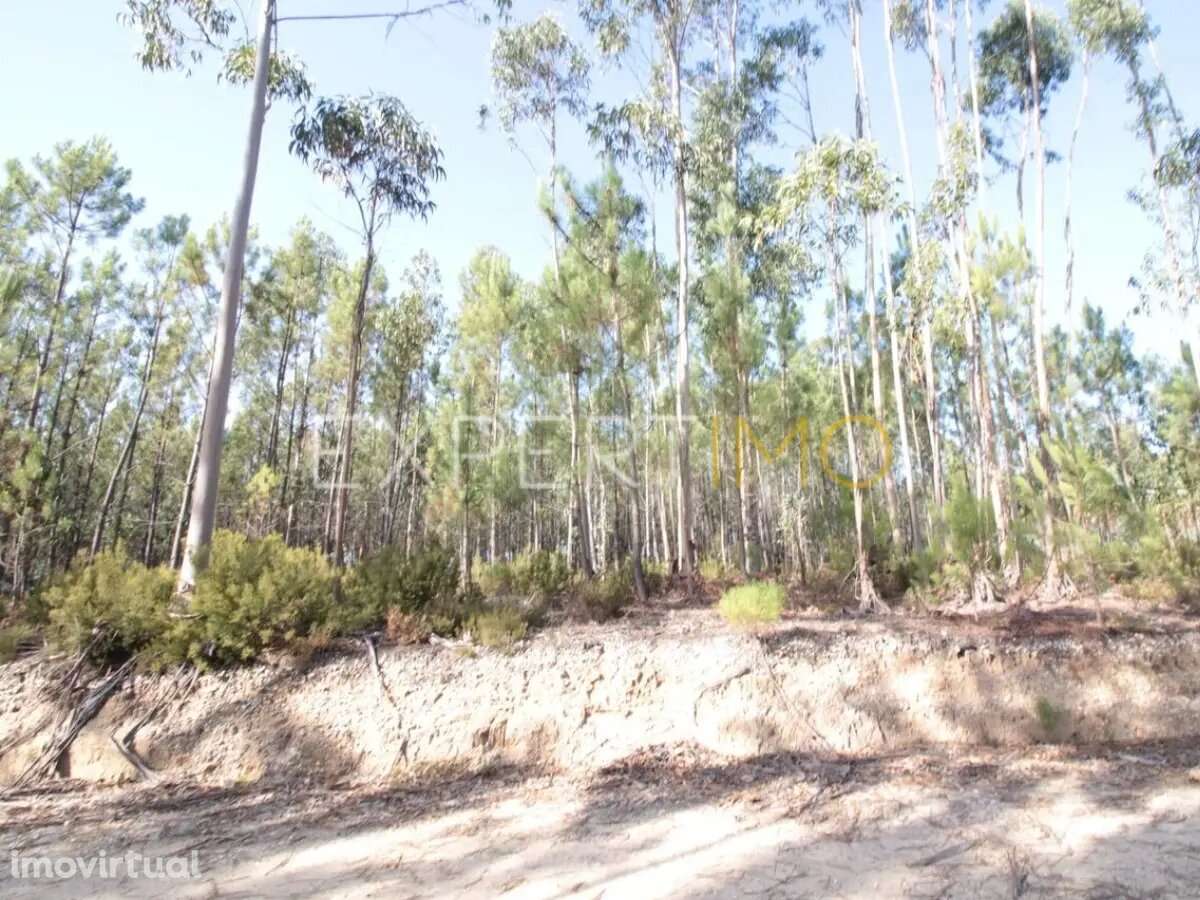 Terreno com plantação de eucaliptos e pinheiros - Ourém - Grande imagem: 4/5