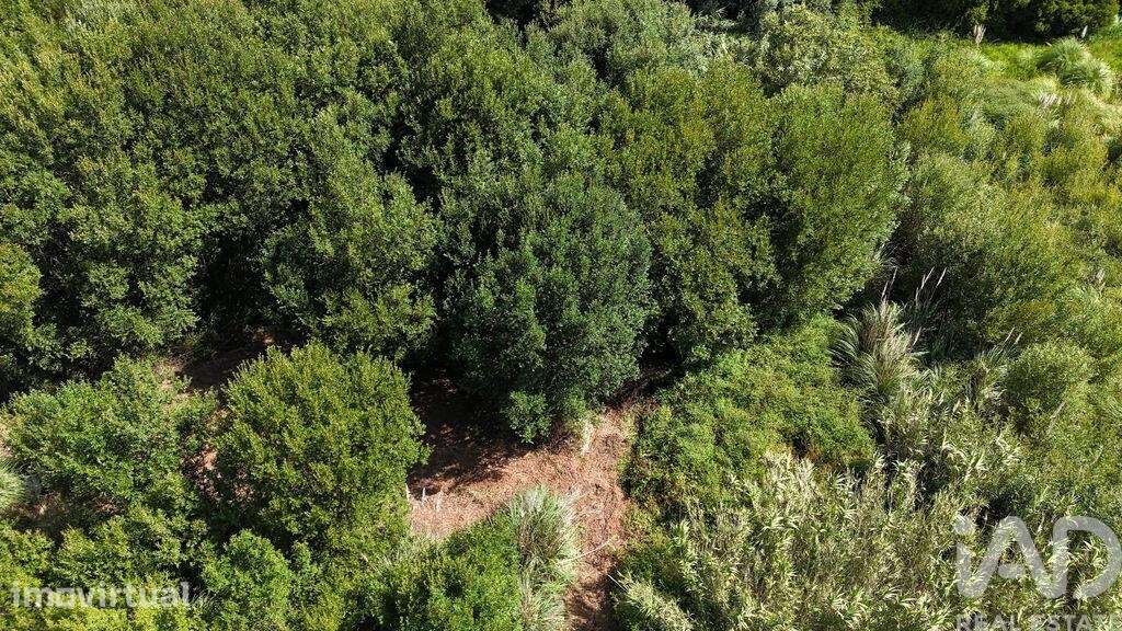 Terreno em Carvoeira de 2500,00 m2 - Grande imagem: 3/22