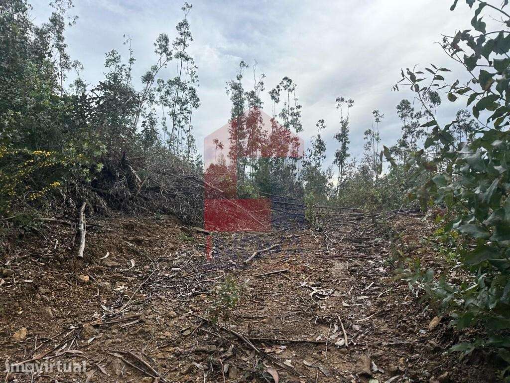 Terreno florestal de proteção - Grande imagem: 3/20