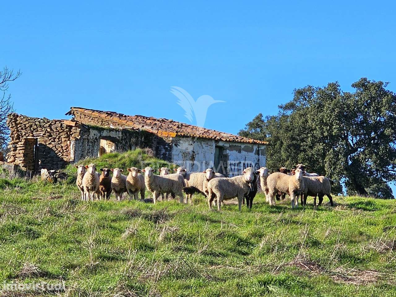 Terreno com 4,3 ha e Ruínas no concelho de Ourique - Grande imagem: 3/17