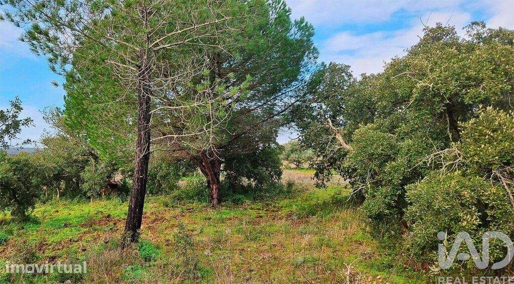 Terreno Agrícola em Bensafrim e Barão de São João - Grande imagem: 2/19