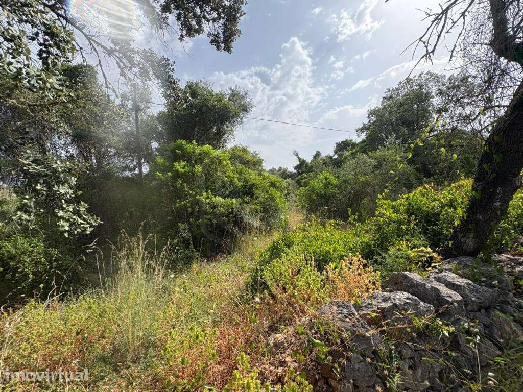 Terreno Rustico de 9.300 m² nos Palmeiros, Salir, Algarve - Grande imagem: 2/14