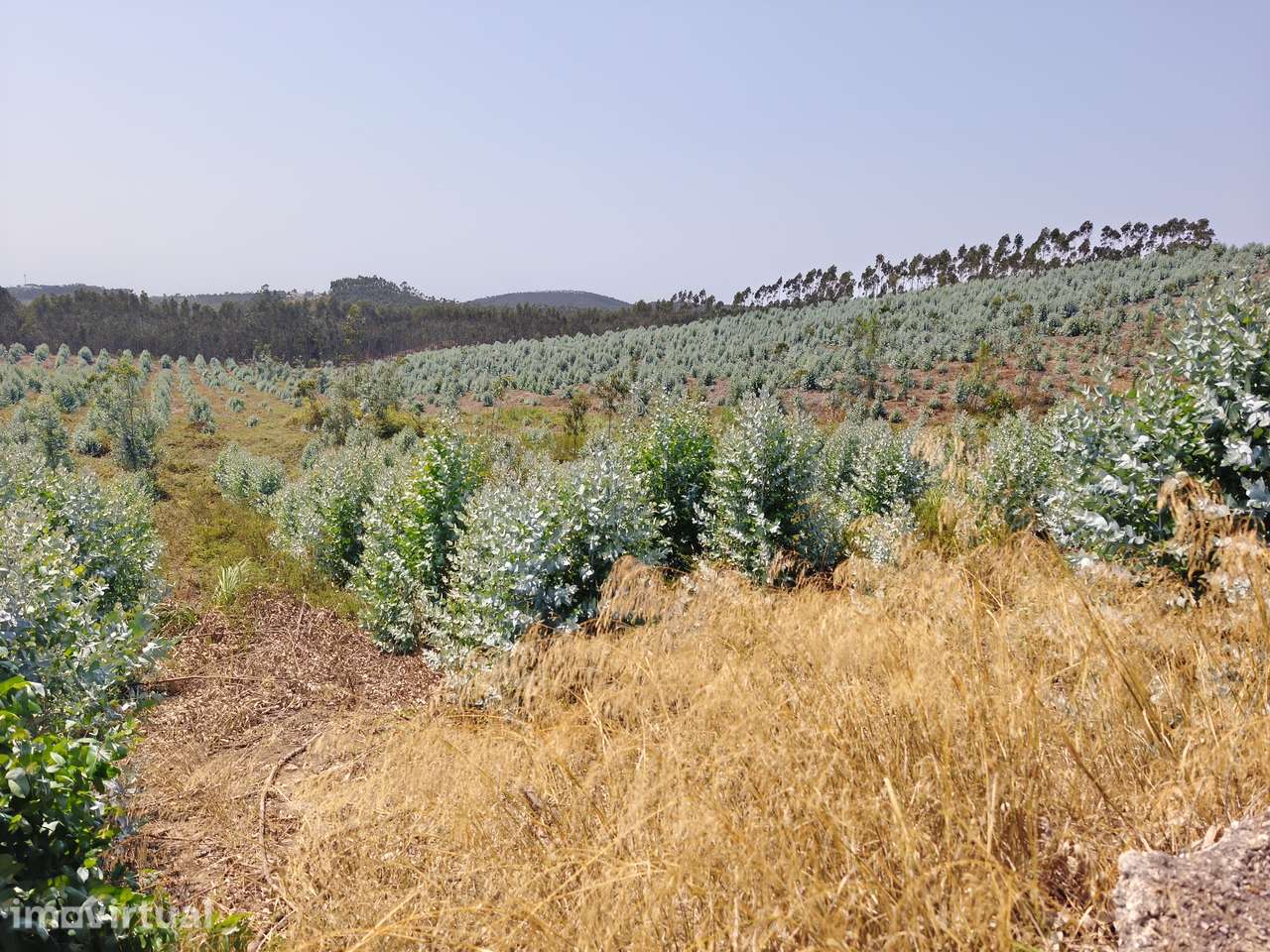 Quinta rústica de 6 hectares com um enorme potencial em Torres Vedras - Grande imagem: 3/9