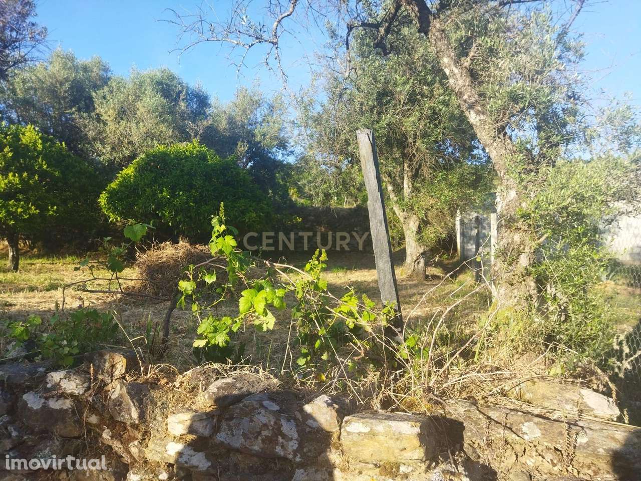 Terreno rústico | São Vicente da Beira, Castelo Branco - Grande imagem: 2/19
