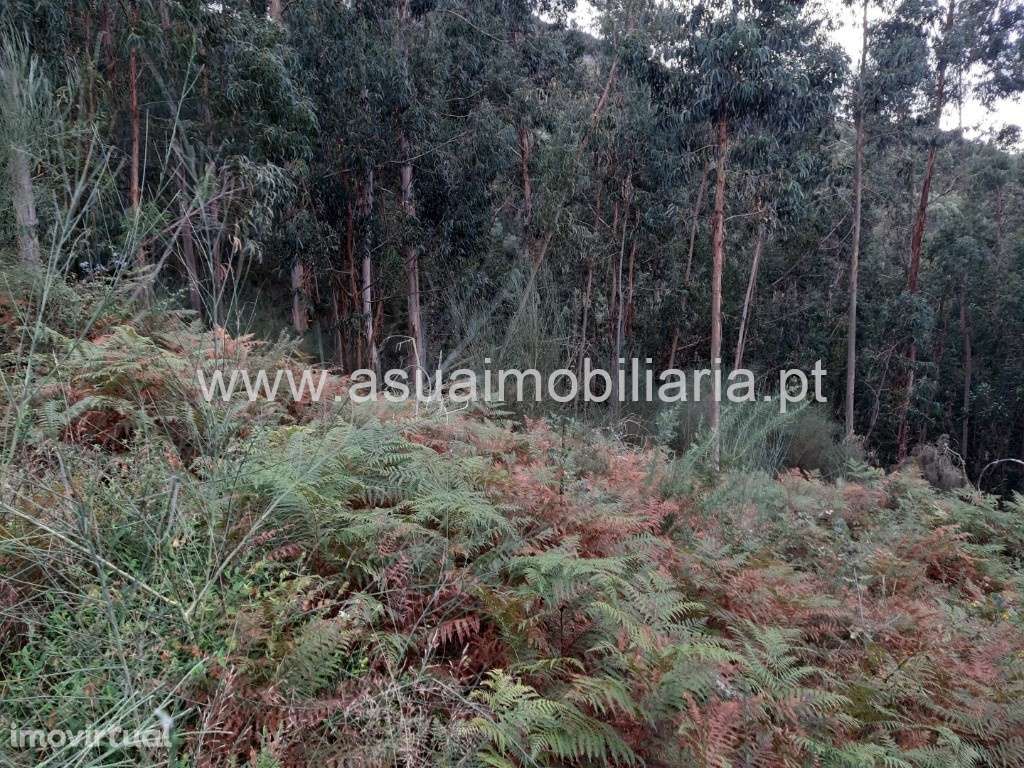 Bouças e Terrenos Agrícolas - Caldelas - Grande imagem: 4/43