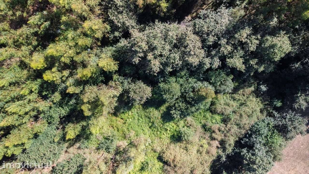 Terreno Rústico com 9000m2 em Refojos de Basto, Cabeceiras de Basto - Grande imagem: 5/7