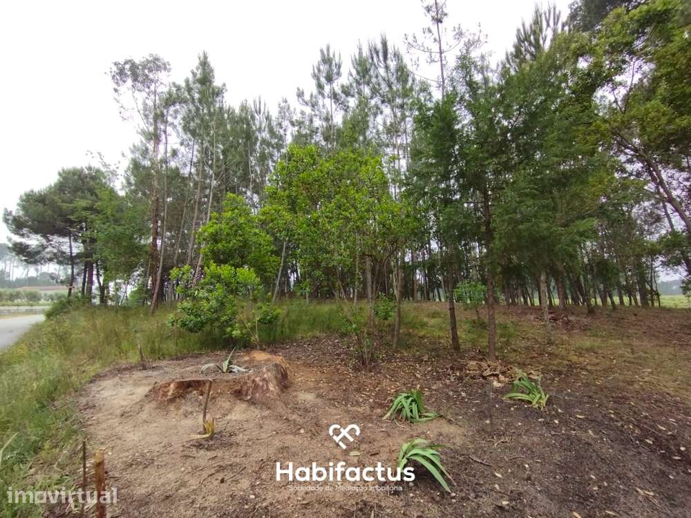 Terreno Agrícola à Venda em Nelas - Grande imagem: 5/7