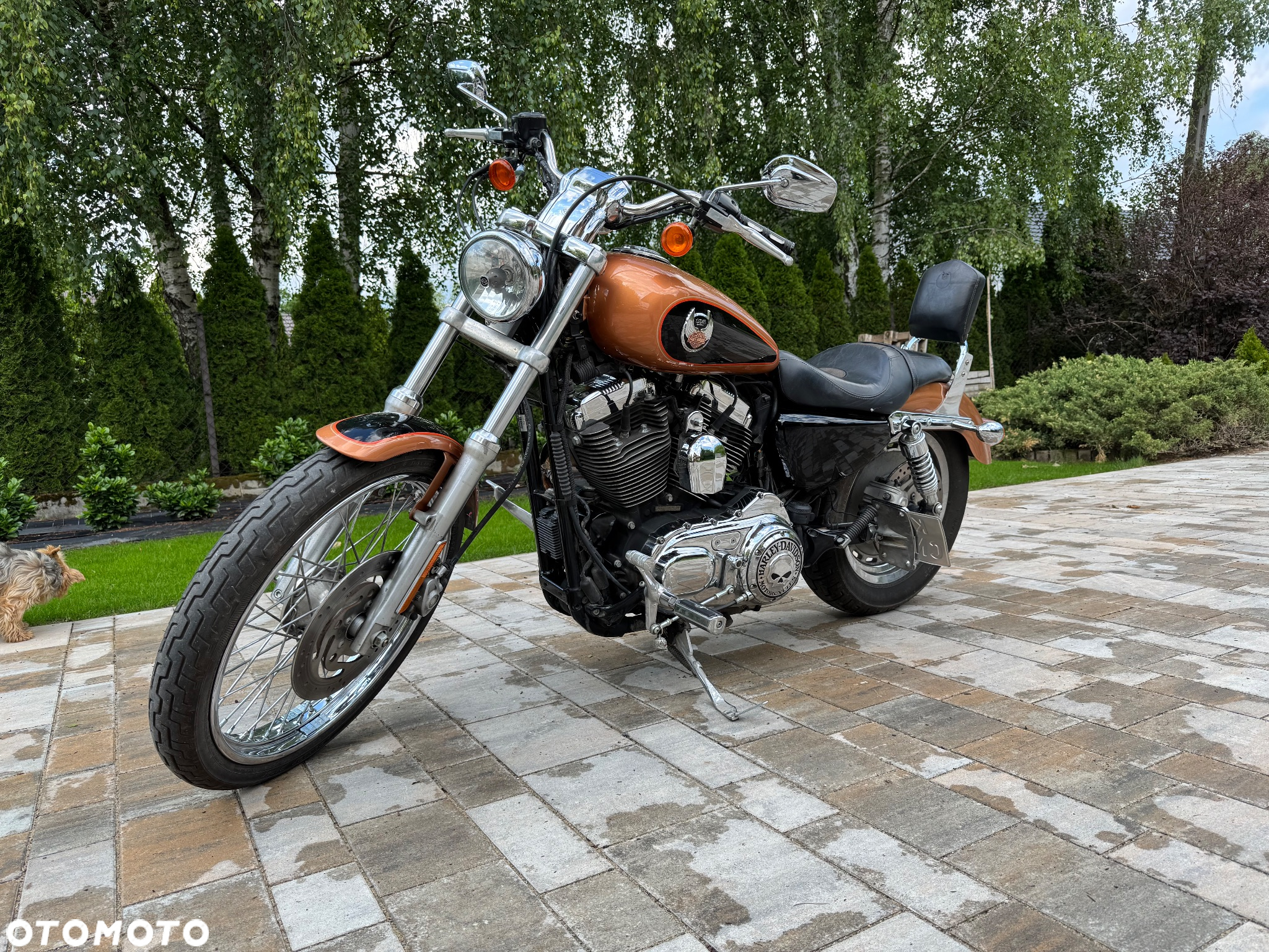 Harley-Davidson Sportster Custom 1200C - 6