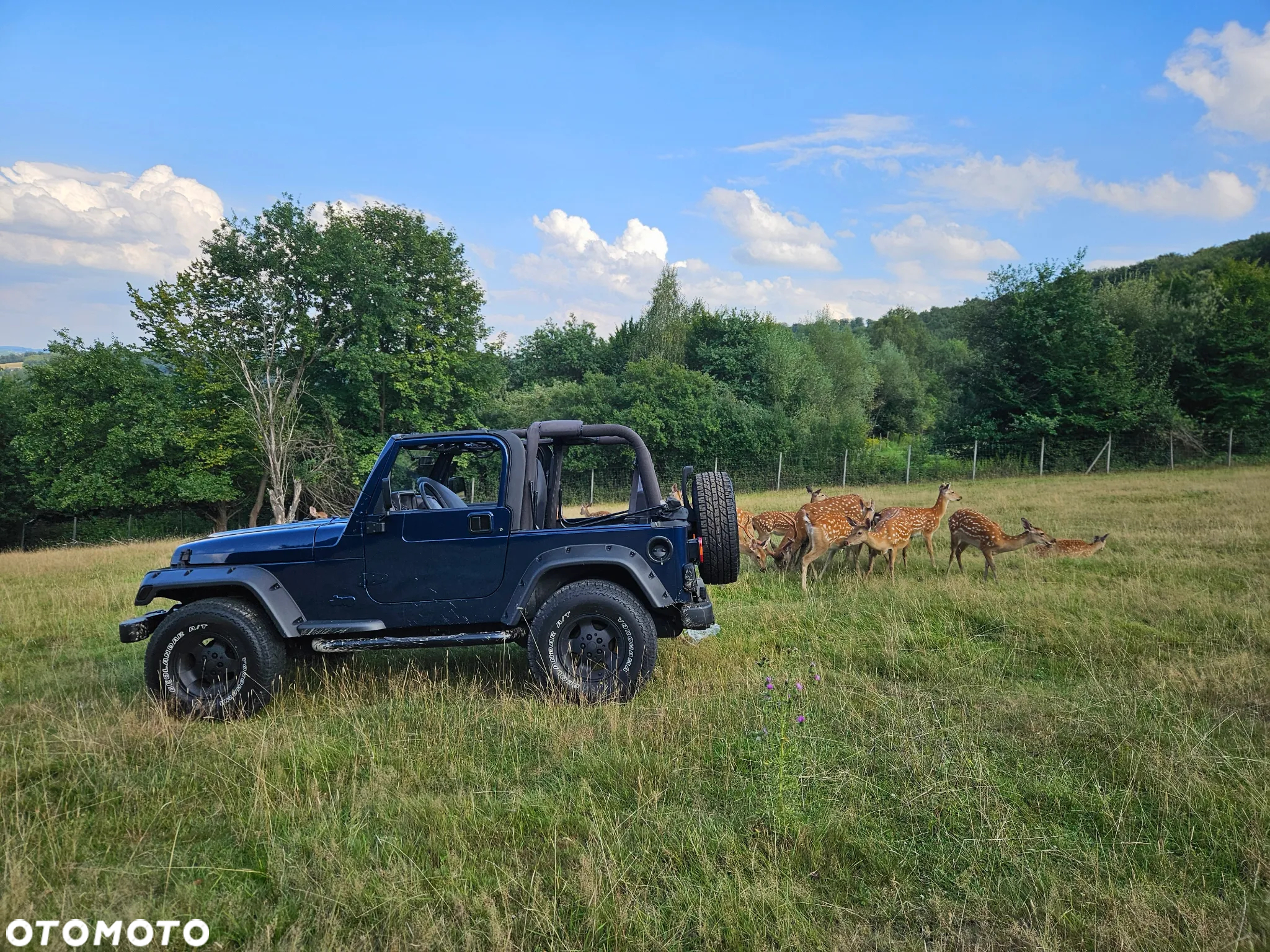 Jeep Wrangler 4.0 Automatik Sahara - 15