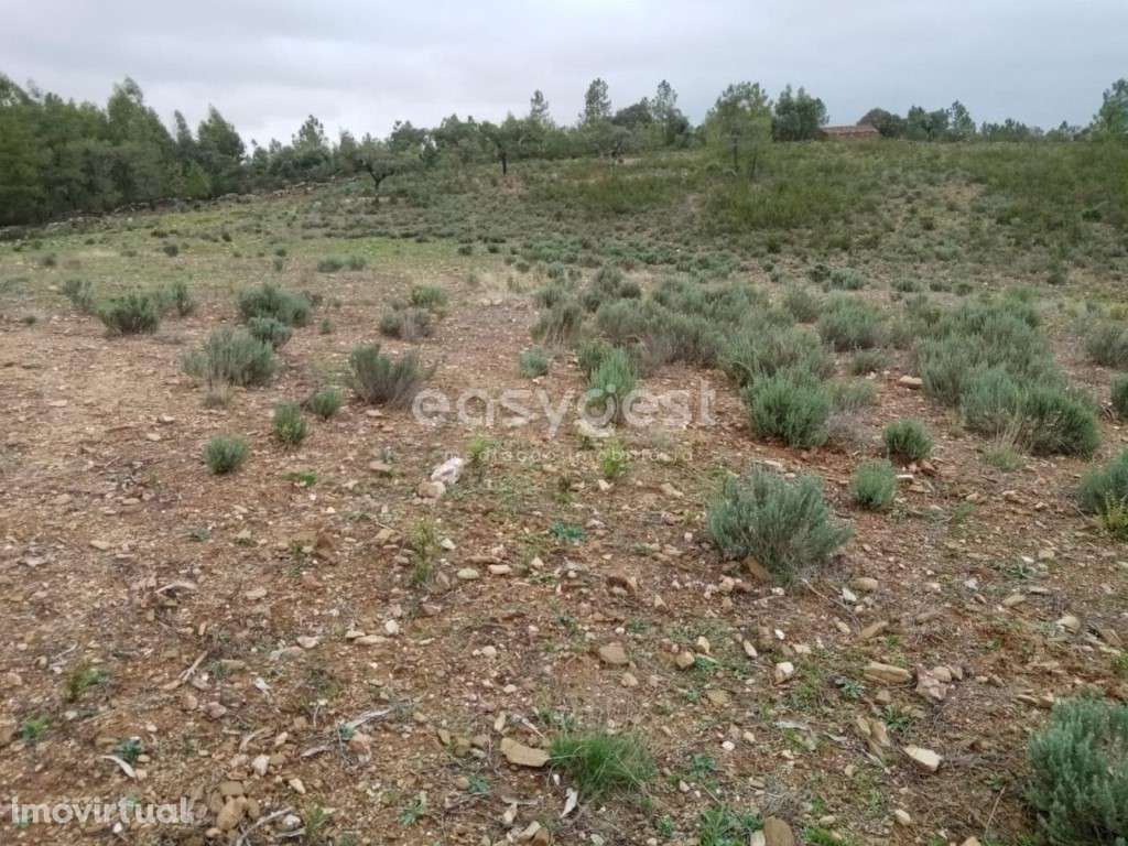 Excelente Terreno rústico na Localidade de Benquerencas, em C.Branco - Grande imagem: 3/13