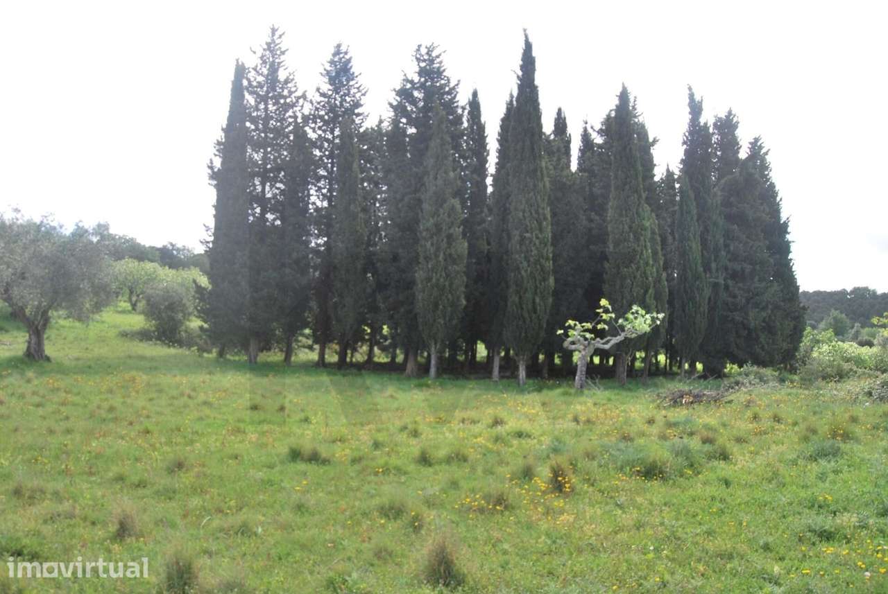 Terreno de 5 Hectares Torres Novas - Grande imagem: 2/12