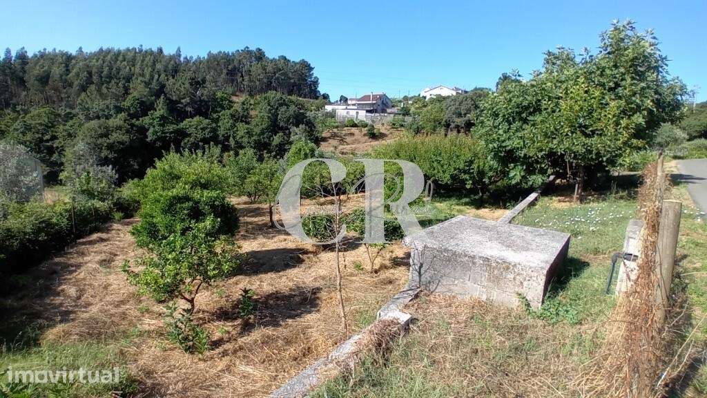 Terreno rustico a confinar com ribeiro em Figueiró dos Vinhos - Grande imagem: 2/19