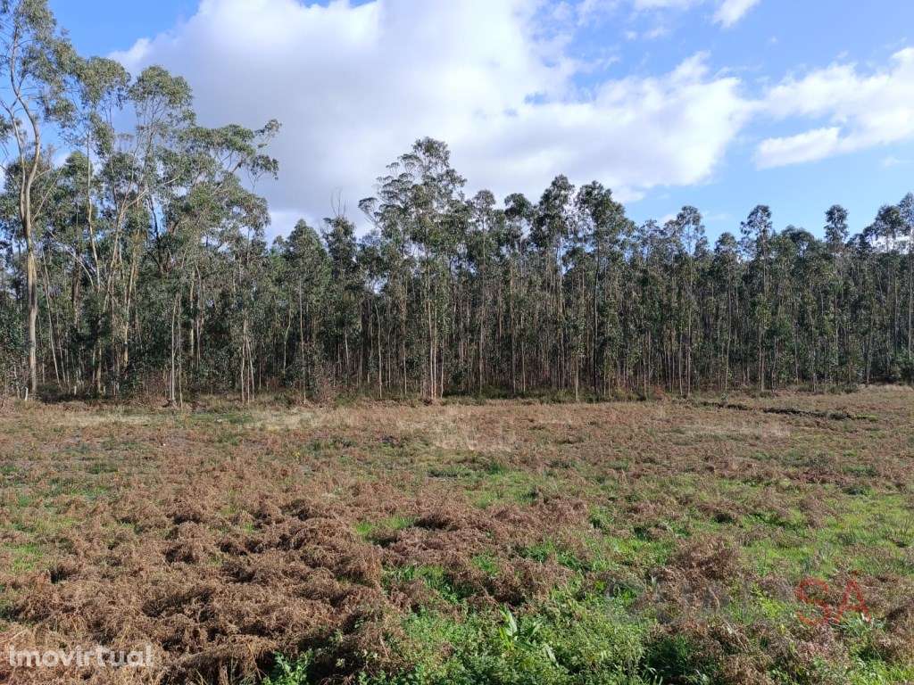 Terreno com 10.796m2 de área total localizado em Barcelos, em Igrej... - Grande imagem: 5/16