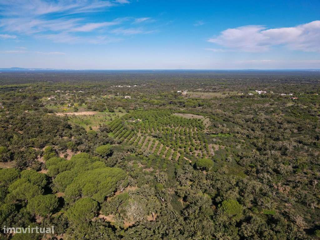Terreno Exclusivo de 32 Hectares no Carvalhal - Grande imagem: 5/6