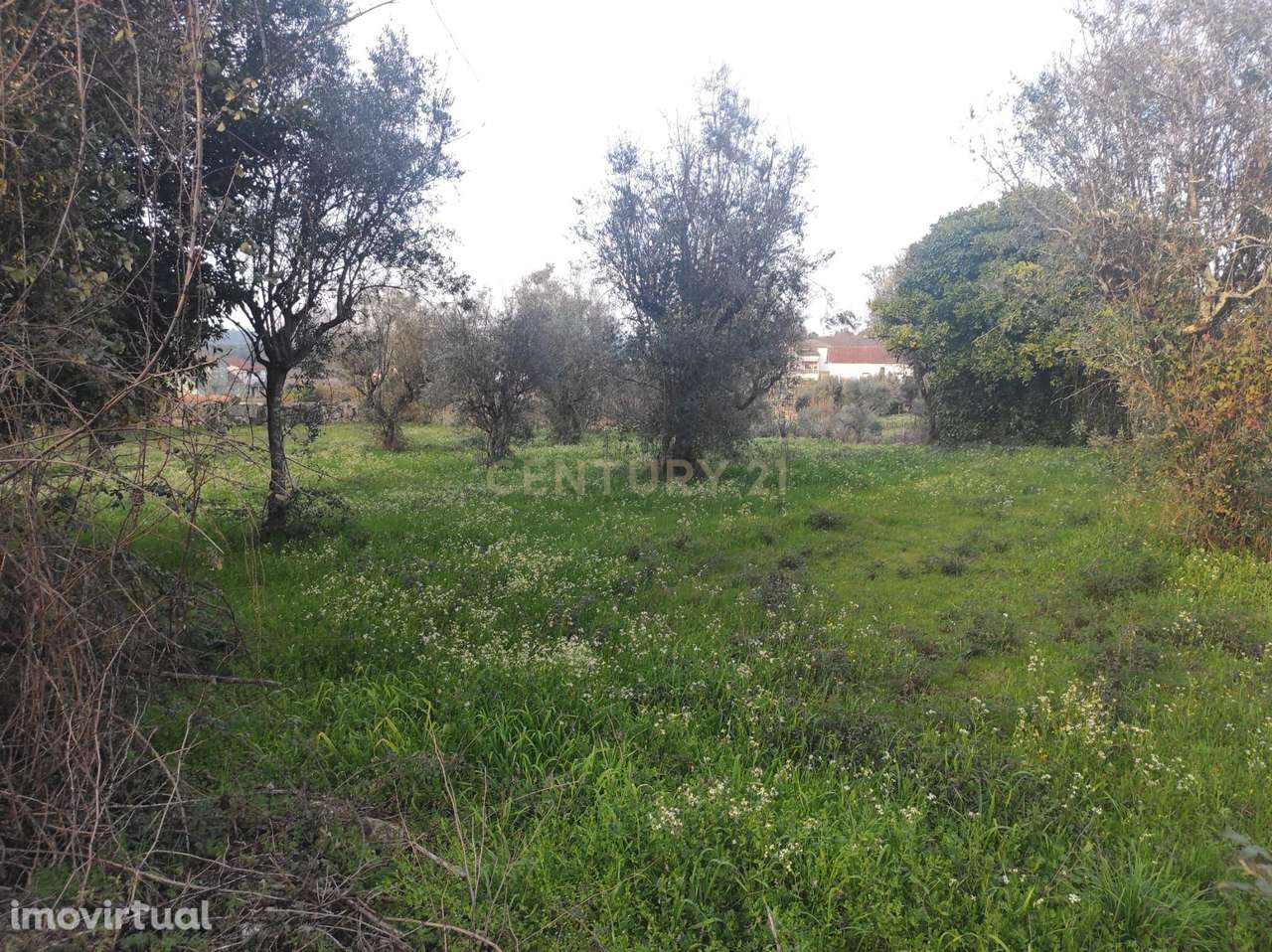 Terreno à venda em Silgueiros, Viseu - 65.000€ - Grande imagem: 2/8