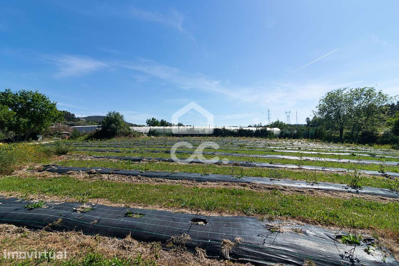 Quinta com Produção de mirtilo e framboesa em Requeixo - Póvoa de Lanh - Grande imagem: 4/29