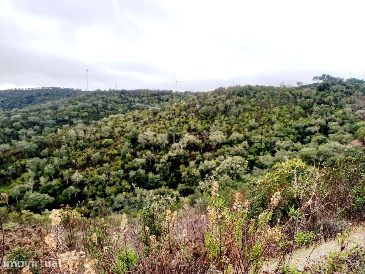 Investimento Rural: 20 Hectares com Rendimento - Grande imagem: 2/15