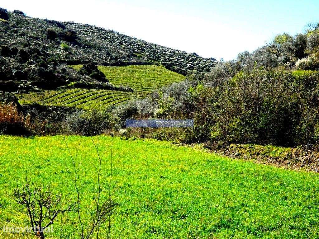 Propriedade 170.000m2, com olival, vinha e terreno p/ novas plantaç... - Grande imagem: 5/9
