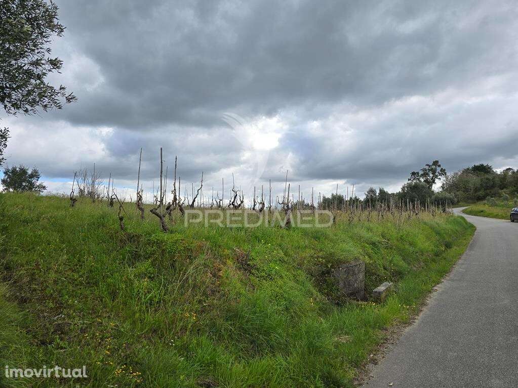 Terreno Rústico Vinha Vale Cabras Almalaguês Coimbra - Grande imagem: 2/14