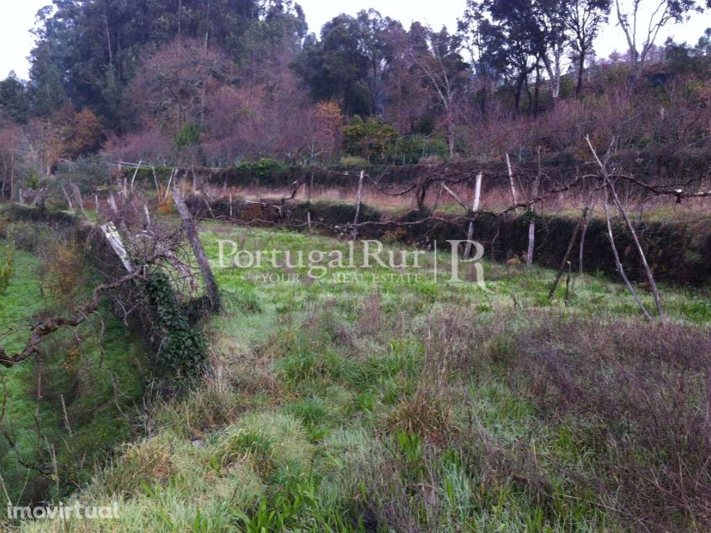 Quinta em socalcos com casebre - Grande imagem: 2/12