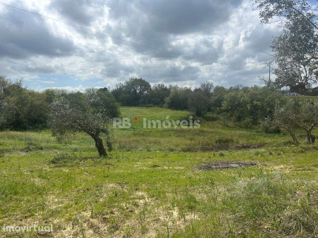 3 Terrenos rústicos com luz e poço - Delongo, Tomar - Grande imagem: 4/52