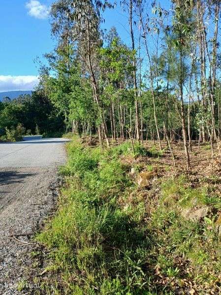 Este terreno, de 1.200 m2, próximo da Avicasal, São Pedro do Sul - Grande imagem: 3/5