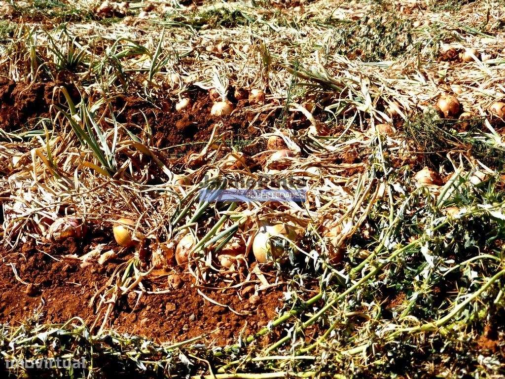 30ha terra agrícola com água. Portugal, Figueira de Castelo Rodrigo. - Grande imagem: 2/2