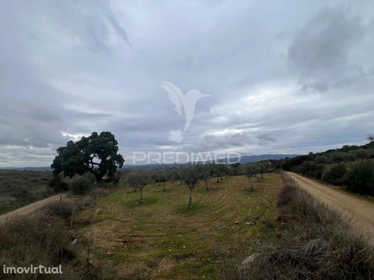 Terreno em Morais com olival e terreno para cultivo - Grande imagem: 2/13