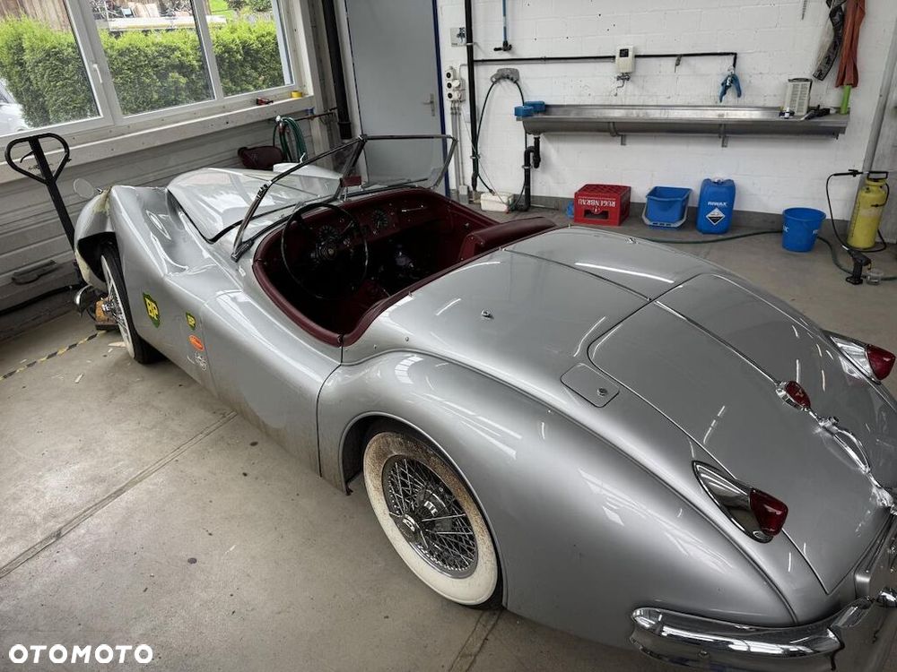 Jaguar Inny - 4