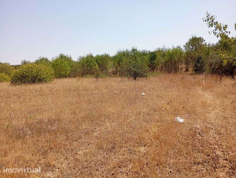 Terreno de regadio à entrada do Ladoeiro - Grande imagem: 4/12