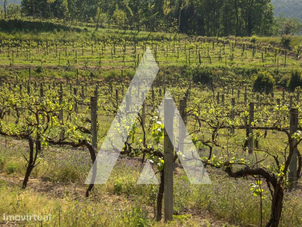 Vinhas Produtivas à Venda em Jugueiros, Felgueiras - Grande imagem: 2/12