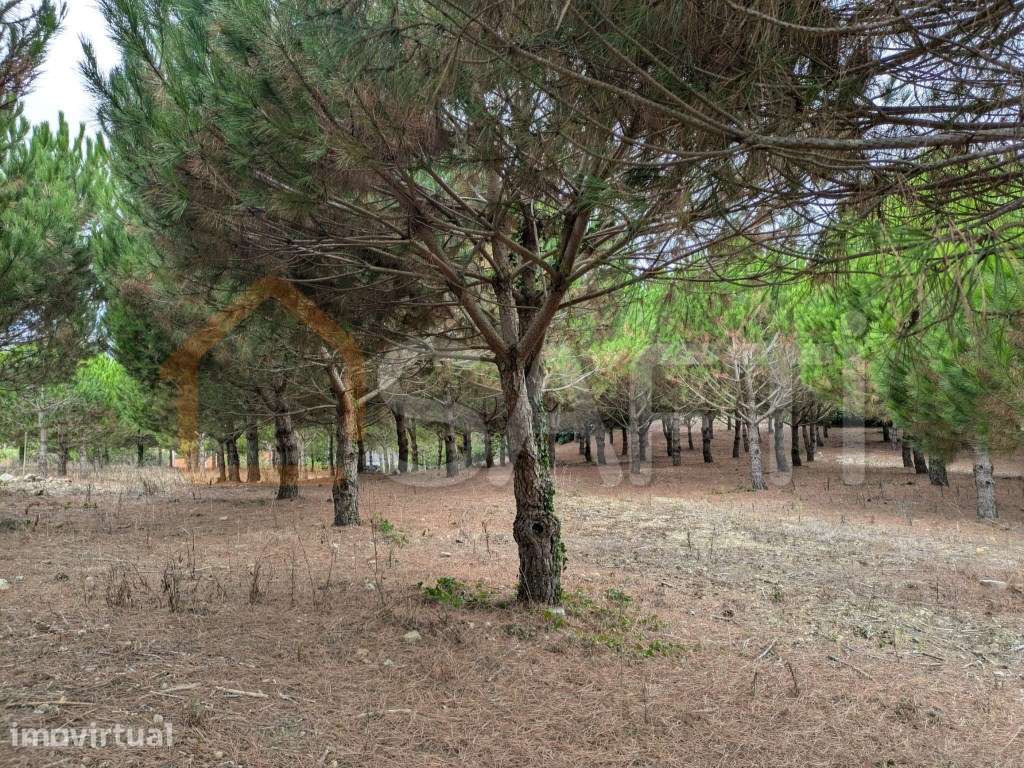 Terreno rustico com índice de construção para 2 moradias - Grande imagem: 3/19