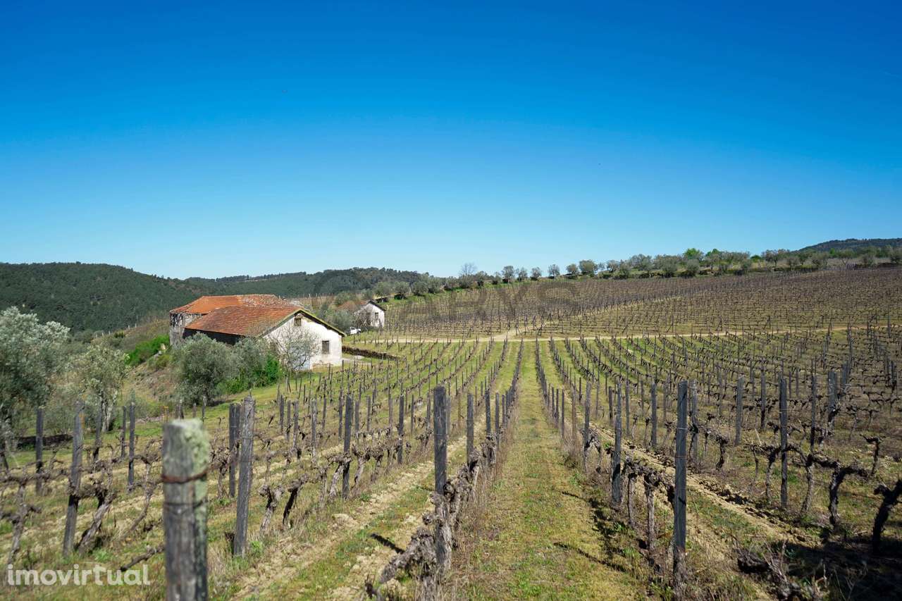 Quinta com vinha em Vila Real - Grande imagem: 3/28