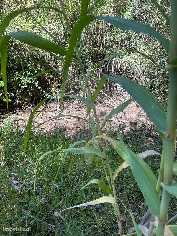 Terreno  para venda - Grande imagem: 2/17