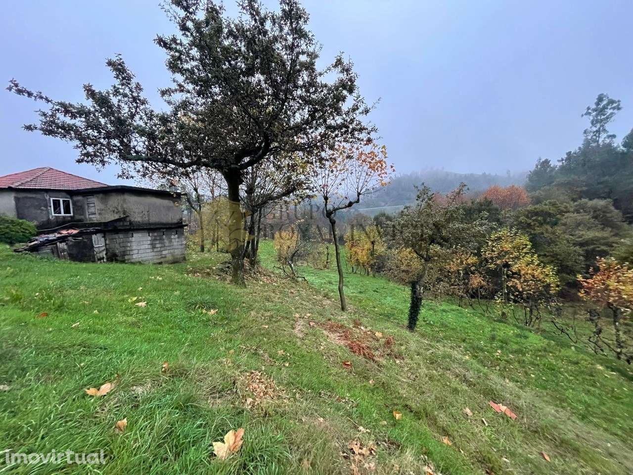 Quinta  Ribas Celorico de Basto + Pinhal - Oportunidade Turismo Rural - Grande imagem: 3/9