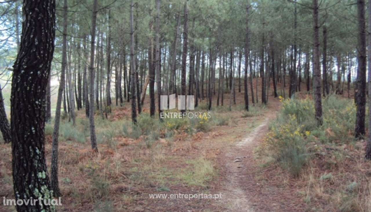 Venda Terreno, junto à estrada, Tabuado, Marco de Canaveses - Grande imagem: 3/9