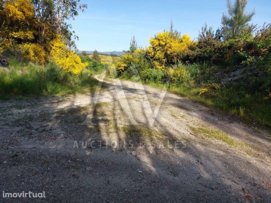 Terreno Rústico - CAMPIA - VOUZELA | LEILÃO ELETRÓNICO | FIM 16*JAN - Grande imagem: 4/5