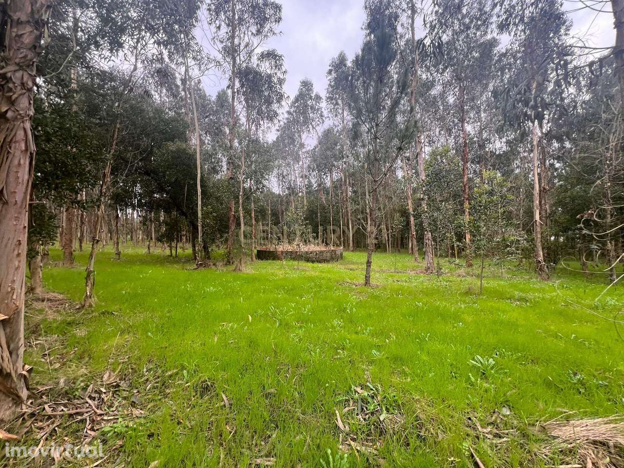 Eucaliptal - Monte - Para VENDA - Calvão - Grande imagem: 3/24