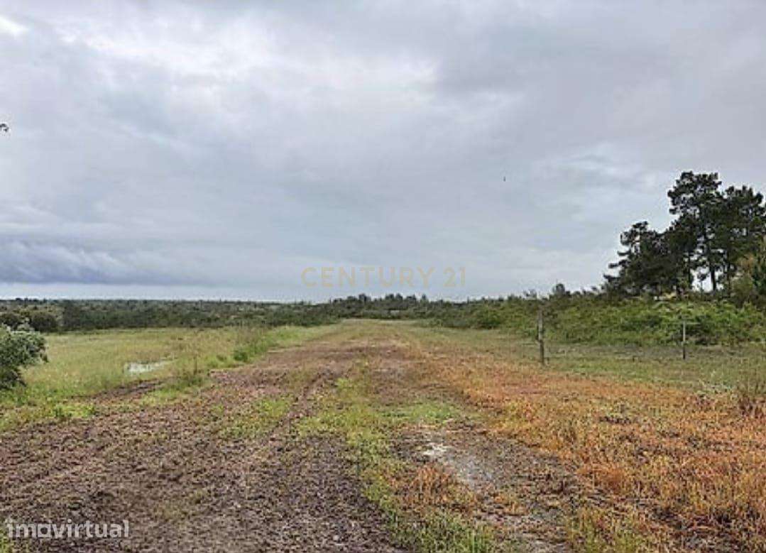 Terreno Rústico com 5.000m2 em S.José da Lamarosa, Coruche - Grande imagem: 3/12