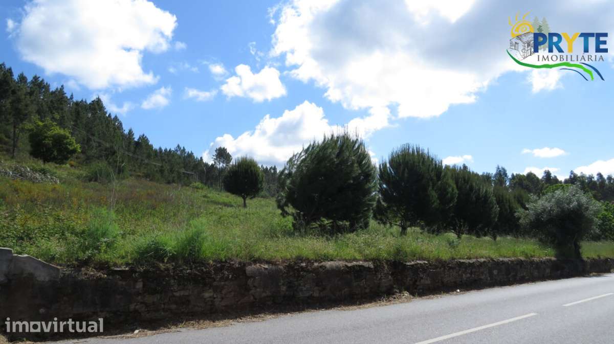 Quinta com 3,6 hectares na Sertã - Pinhal, Oliveiras e Bons Acessos. - Grande imagem: 5/25