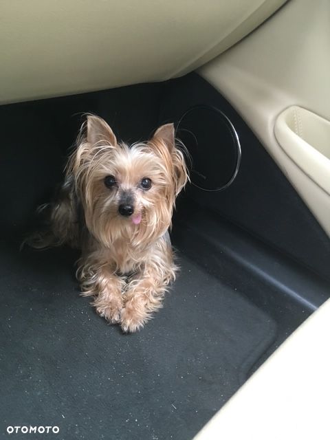 Jaguar XJ XJ6 2.7 Twin Turbo Executive Last Edition - 19