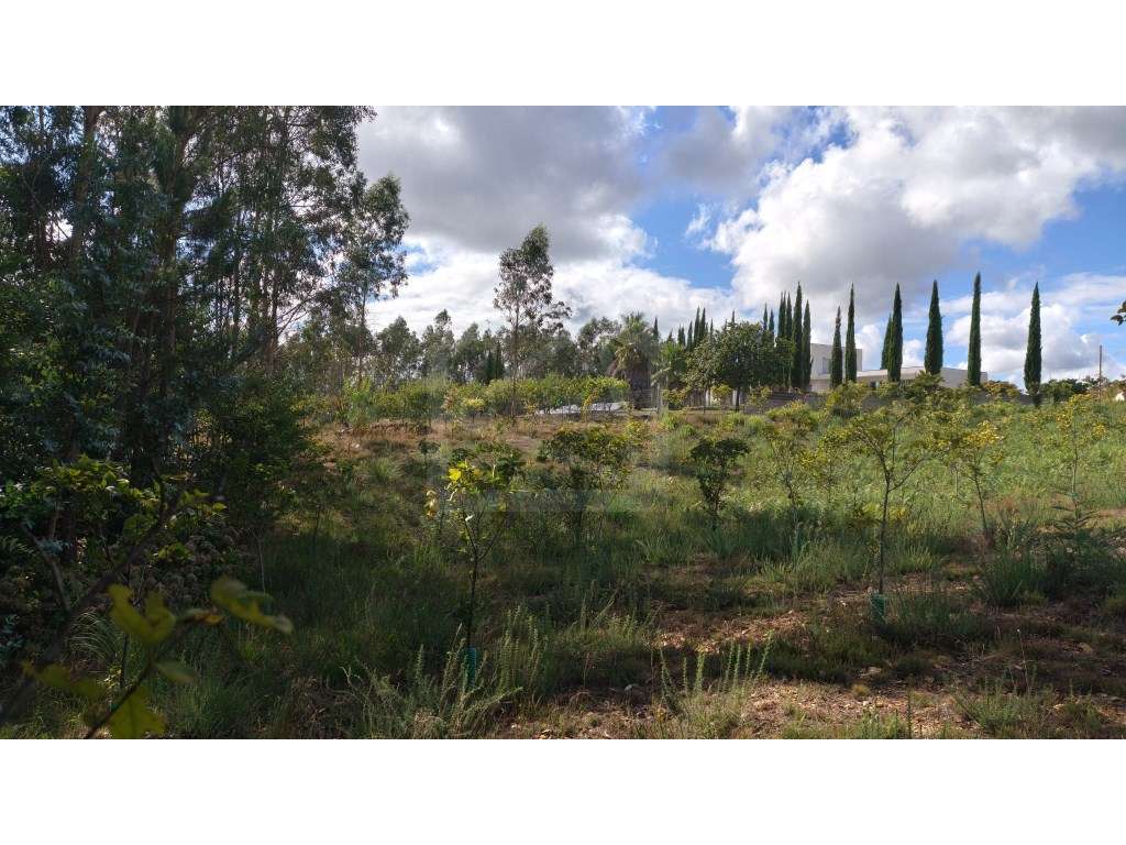 Terreno com 5.800 m² e potencial construtivo em Pinheiro da Bemposta - Grande imagem: 2/23
