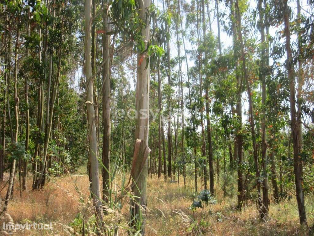 Terreno Agrícola de 5880 m2 com eucaliptos perto da Lourinhã - Grande imagem: 3/12