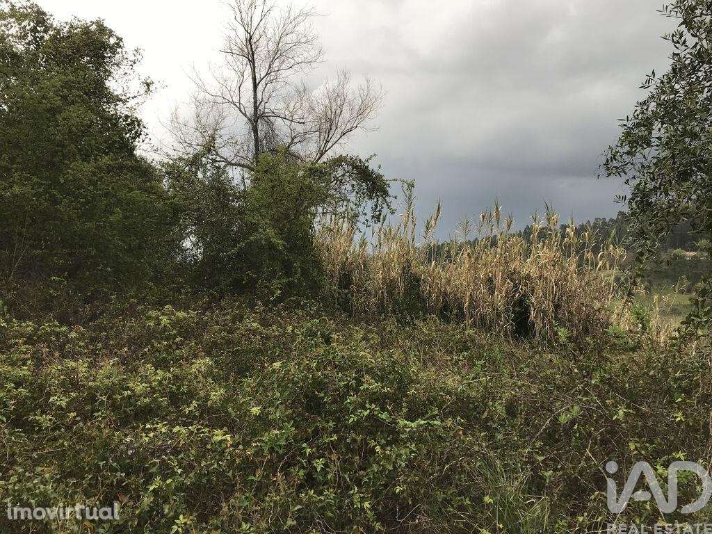 Terreno em Santiago e São Simão de Litém e Albergaria dos Doze de 1150 - Grande imagem: 5/27