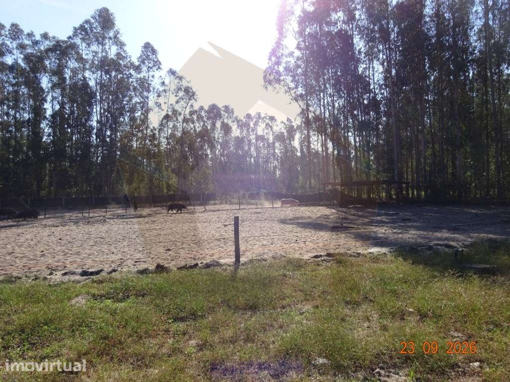 PECUÁRIA - CANTANHEDE - Grande imagem: 2/4