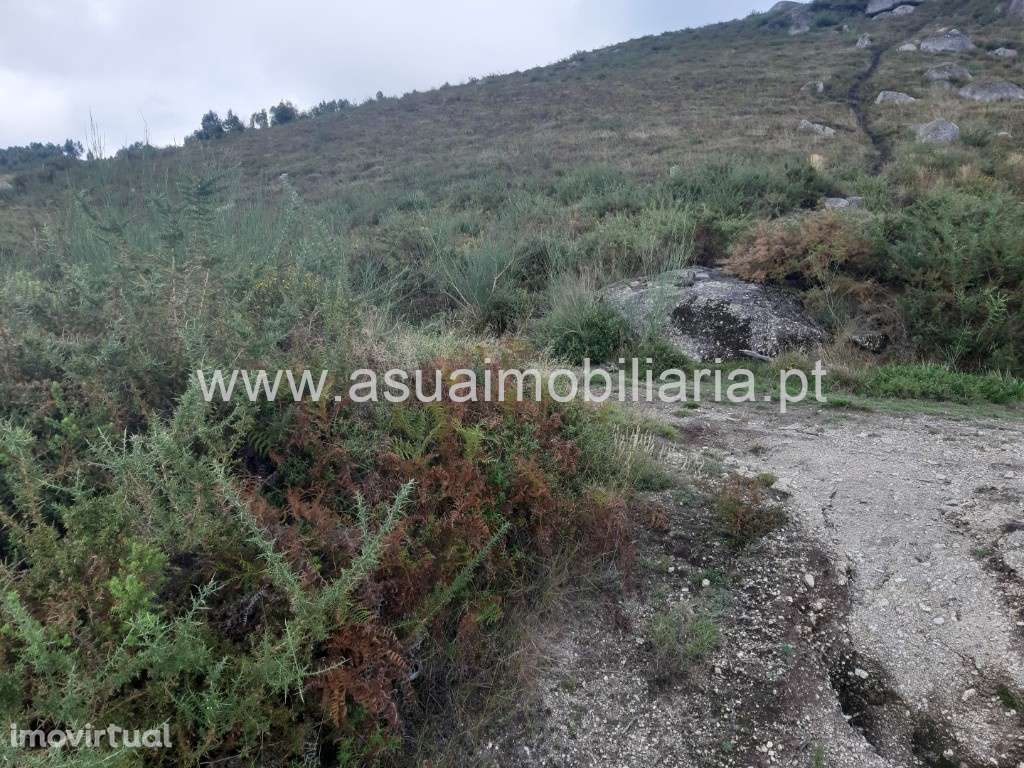 Bouças e Terrenos Agrícolas - Caldelas - Grande imagem: 5/43