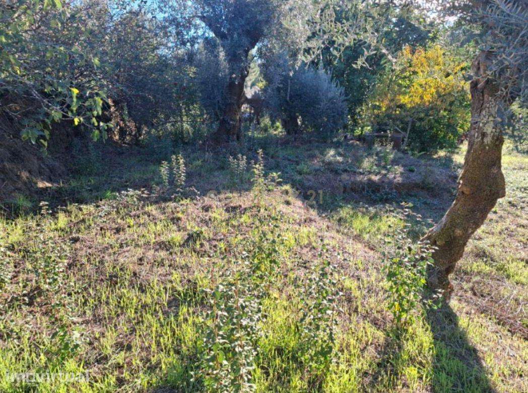Terreno Misto com 1.320 m² | Área Urbana + Olival | Alcaravela, Sardoa - Grande imagem: 3/10