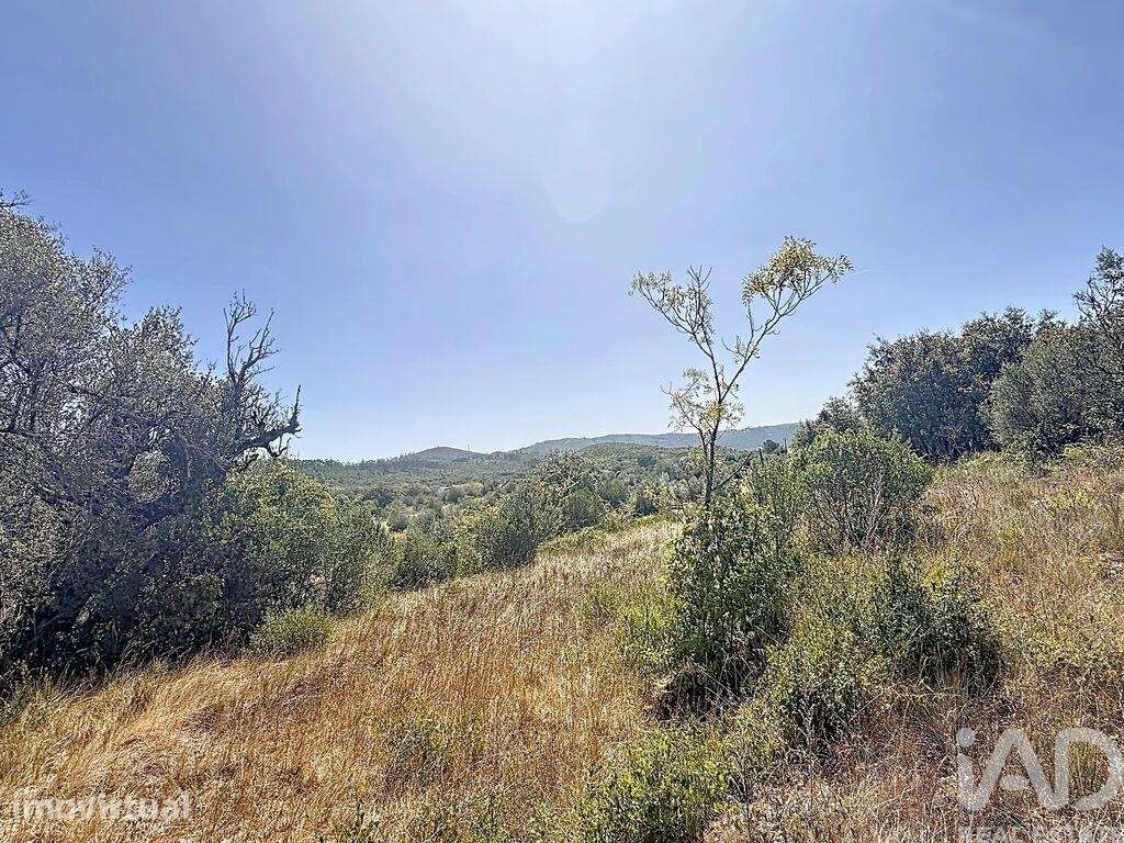 Terreno para construção em Alvados e Alcaria - Grande imagem: 5/19