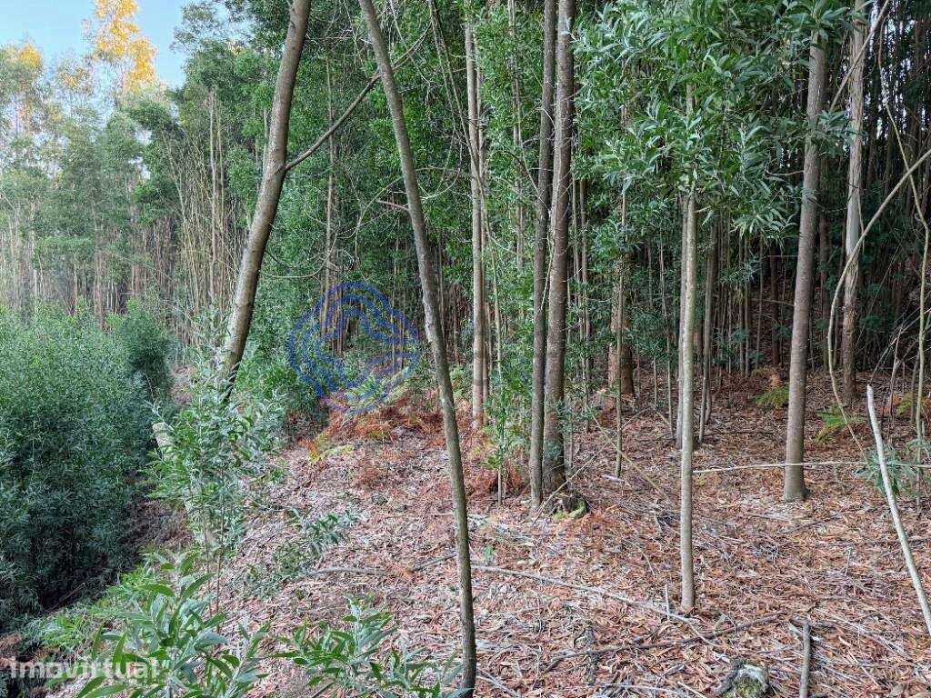 Terreno com 4.950 m2 em Pedroso – Vila Nova de Gaia - Grande imagem: 5/7